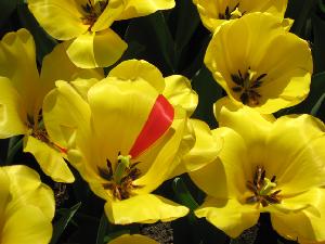 Spa-����� �������� ���: ����������� �����, ������ � ������, ���������