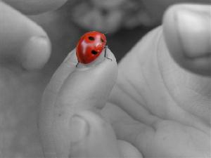 ������� -  DiVA.BY� - ������ ����� � �������