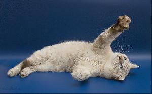 ����� ������� ������� �������� ������ ������� ����� ����������