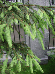 ������ �������� 